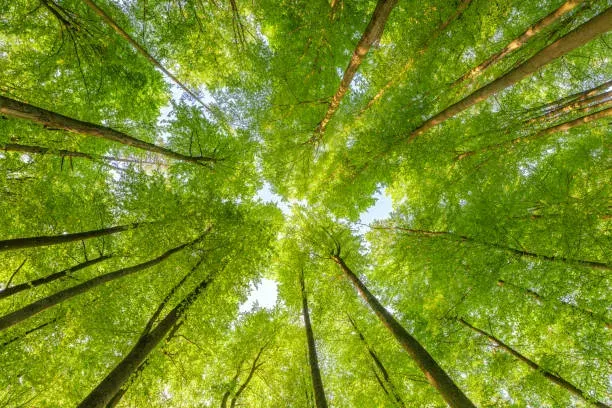 Environmentally Friendly